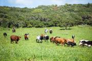  Oahu Tours